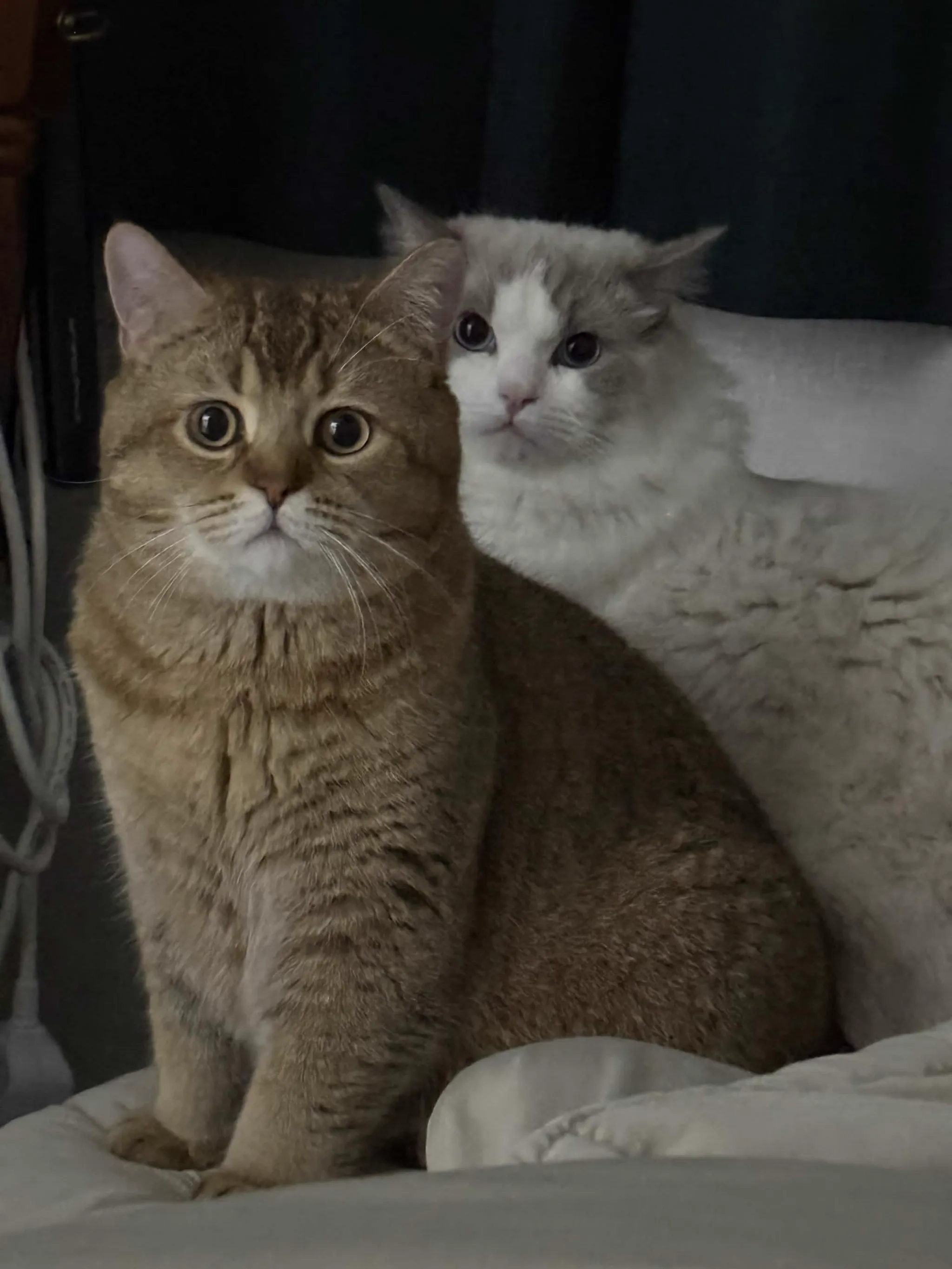 고양이 보리 쌀 이미지